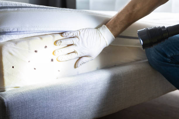 Best Wasp Removal Services  in Shepherd, MI