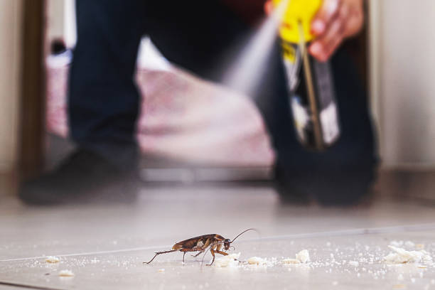 Best Rat Extermination Near Me  in Shepherd, MI