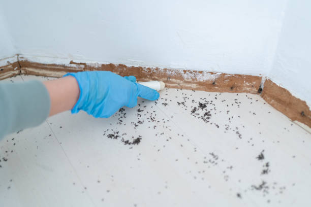 Insect Control in Shepherd, MI